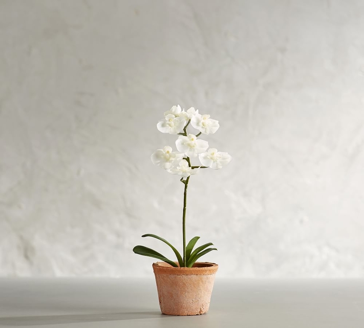 حوض نبتة Orchid للزينة